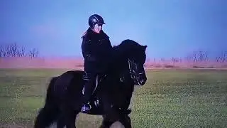 horse running video | | horse race video  | | #shorts #animal #horses