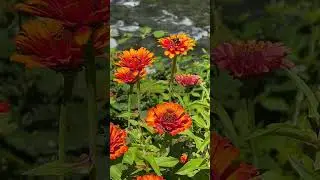 Bumble Bees Hard at Work at Belknap Hot Springs #short #shorts #oregon #bumblebee