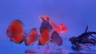 Good food is the foundation of genuine happiness # happy Discus fish # Food Time