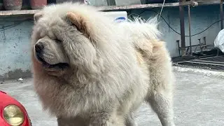 Chow Chow dog puppy import pedigree show quality puppy of white cour