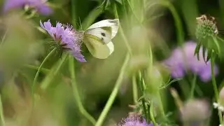 Close Up Of Butterfly On Scabious Stock Video