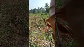 syi teteh menantan bl..tpi bl nya gak brani turun😁😁