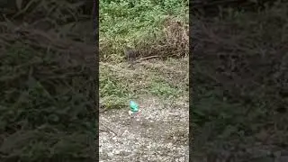 Nutria gigante #youtube #like #nature Гигантская койпу  巨大なコイプ  자이언트 코이푸