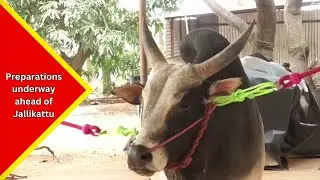 Preparations are underway ahead of Jallikattu, the traditional bull-taming sport of Tamil Nadu.....