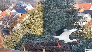 Freiburg-Hochdorf DE - Das Männchen ist gestern angekommen 🎉 ~ Megérkezett a hím