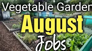 Starting a New Allotment Vegetable Garden Jobs for August | Gardening for Beginners
