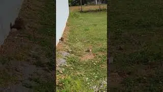 How a Majestic Cobra Slithers Gracefully Through Open Grassland #shorts #shortvideo #short #cobra