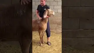 Зита #арашан