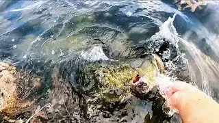 Cali Delta Blazing Summer Series Final Episode #9 Punching for Bass Non Stop! 
