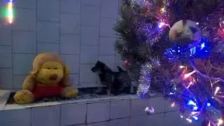 БАНЗАЙ І ЗВІР The dog left the house and suddenly saw a monkey