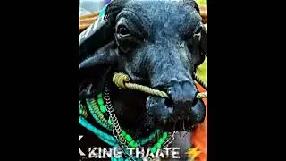 King Thaate 👑🌍