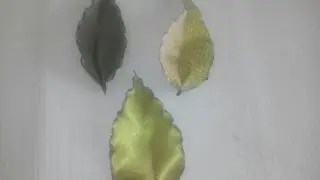 HOJA ELEGANTE