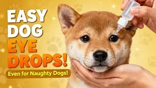Dog Eye Care Made Simple: Trick to Give Eye Drops Without Struggle!