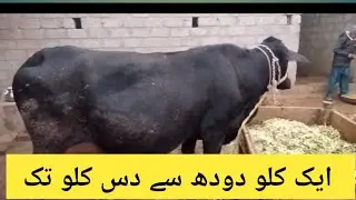 Cow Gave Birth 20 Days Ago But No Milk | Reasons & Complete Solution | Dairy Farming Guide