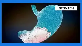 Ас қорыту жолы және ас қорыту бездері