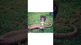 DO SNAKES DRINK MILK? / #shorts #magicrainbowwsmartlearning