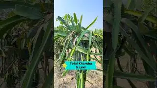 Dragon fruit🐉 farming income 💰 💰?