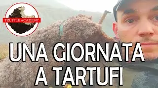TARTUFO UNCINATO 2022. Lagotto Romagnolo 5 mesi al lavoro.