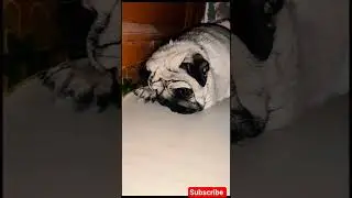 Pug&rsquo;s Baby Face Rules the Feed Today🙏🐕✅#PugDog #PugShorts #FunnyPug #PugLove #DogsOfYouTube