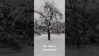 Un melo innevato #melo #neve #nevicata #inverno #frutteto #giardino