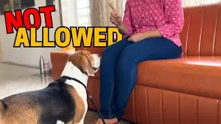 Tips for Keeping Your Beagle Off the Furniture