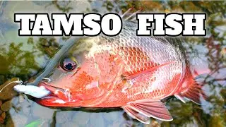 Catching of Red 🎏🎣 Snapper (Tamso) || Fishing in Goa || @Tauseef786Vlogs