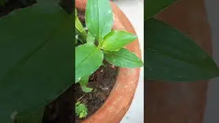 Commelina benghalensis #herbal plant #short shorts