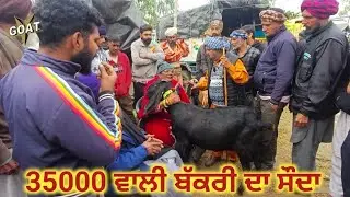35000 ਵਾਲੀ ਬੱਕਰੀ ਦਾ ਸੌਦਾ Mullanpur Dakha Bakra #live_sauda #goatstar #bakramandi #panjab 2026