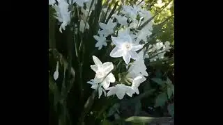 narcisos #flowers