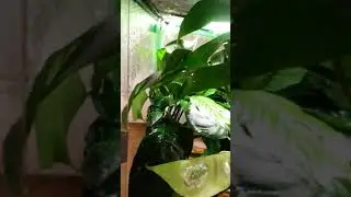 Cruziohyla craspedopus rain chamber and clutch