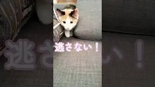 狙ってる顔って何でこんなに可愛いのかな？#shorts#仔猫#かわいい#funny#ノルウェージャンフォレストキャット#三毛猫#cat#猫のいる暮らし