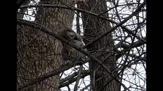 Squirrel 🐿️ sounds #nature #squirrel #squirrelwatching #shorts #short #ytshort #usavlogs #usashorts 