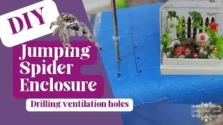 How to Add Ventilation Holes to Your Jumping Spider Enclosure
