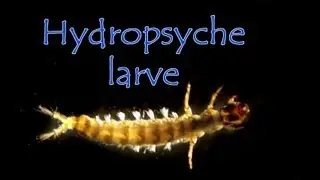 Hydropsyche ornatula