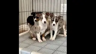Boop, Zip, Zing & Buzz - Bella BaSheltie Pups!  #basenji #basenjihybrid #basheltie #sheltie 