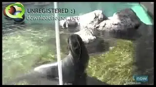 Top 7 animals that sound like people.