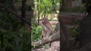 Relaxing after eating #love #explore #happy #shortsviral #animals #shorts #monkey #baby