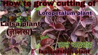 How to grow Lal Badshah plant (Lalsa) from cutting| #Loropetalumplant #hedgeplant #Lalisa