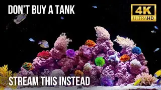 🐬 Aquarium 4K Video with Water Sounds | Peaceful Ocean Life for Sleep and Meditation