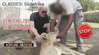 Bitte NICHT anfassen! 🦁🛑 Löwen-Babys sind KEINE Kuschelkatzen! | Achtung Abzocke CLASSICS
