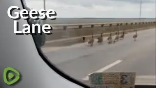 Mamma goose leads her family over 5 Mile Bridge