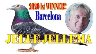 JELLE JELLEMA 2020 1st place NATIONAL BARCELONA winner #pigeonfancier#racingpigeon#pigeonracing