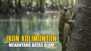 Ikan Kalimantan!!! Hewan Aneh Penghuni Hutan Mangrove