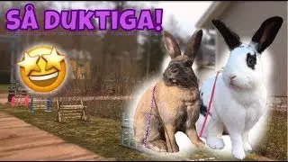 Theos första svårträning & Ines första lätträning