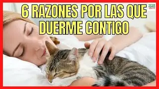 PORQUE MI GATO DUERME CONMIGO EN MI CAMA 🐱 6 RAZONES QUE TE SORPRENDER&Aacute;N