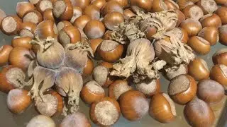 ФУНДУК в БЕЛАРУСИ.  МОЙ ТРАПЕЗУНД !!!