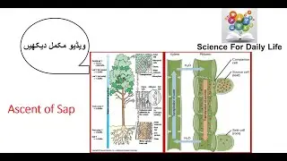 Ascent of Sap/ Transpiration pull/ Osmosis/ Water transport