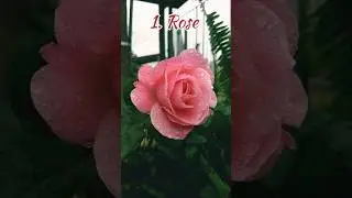 Best Permanent Flower Plants 💐.