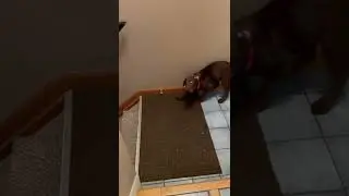 Puppy is barking and playing with the door stopper!