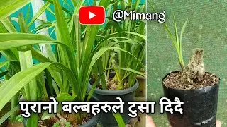 पुरानो बल्बहरुले टुसा दिदै / Mimang Vlog //